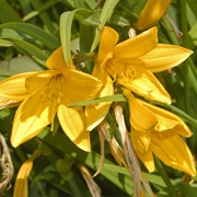 Citron Daylily (Hemerocallis Citrina)