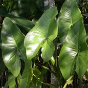 Yautia Madera (Montrichardia Arborescens)