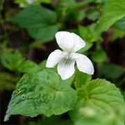 Striped Cream Violet (Viola Striata)