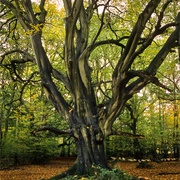 Frithsden Beeches Wood, Ashridge