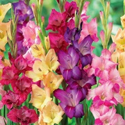Gladiolus