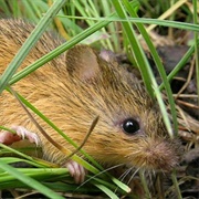 Meadow Jumping Mouse