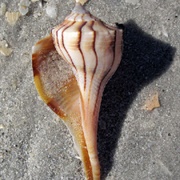 Lightning Whelk