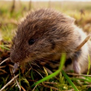 Taiga Vole