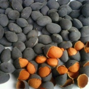 Keranji / Tamarind Plum