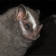 Brazilian Big-Eyed Bat