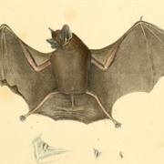 Lesser Dog-Like Bat