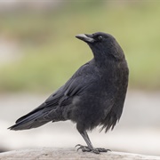 Corvids