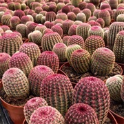Rainbow Hedgehog Cactus