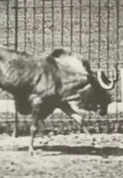 Gnu Bucking and Galloping 1887 (1890)