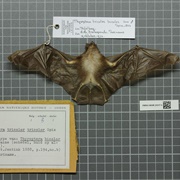 Spix&#39;s Disk-Winged Bat