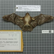 Spix's Disk-Winged Bat