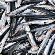 Anchovy