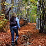 Walking in the Woods