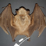 Campo-Ma'an Fruit Bat