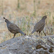 New World Quails