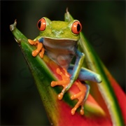 Tree Frog