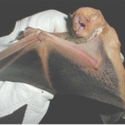 Western Red Bat