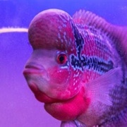 Flowerhorn Fish