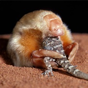 Marsupial Moles
