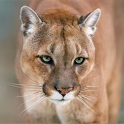 Cougar