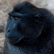 Baboon