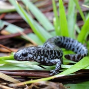 Frosted Flatwoods Salamander