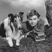 Lassie ("Lassie")