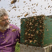 Swarmed by Bees