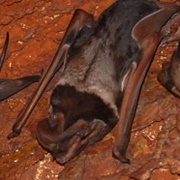 Wroughton's Free-Tailed Bat