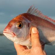 Local Fish Market Koper