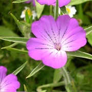 Common Corn-Cockle (Agrostemma Githago)