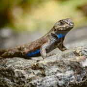 Eastern Fence Lizard