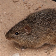 Hispid Cotton Rat
