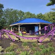 Great Pumpkin Coaster (Kings Island)