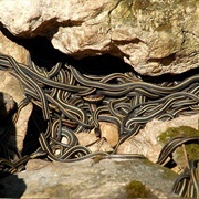 Narcisse Snake Den, Manitoba