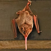 Pallas&#39;s Long-Tongued Bat