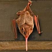 Pallas's Long-Tongued Bat