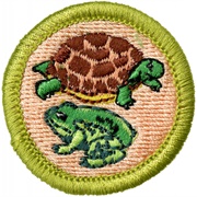 Reptile and Amphibian Study