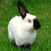 Himalayan Rabbit