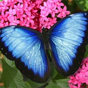 Butterfly World, Coconut Creek