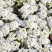 Sweet Alyssum (Lobularia Maritima)