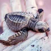 Volunteer With Matapalo Turtle Rescue