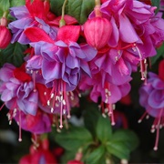 Fuchsia