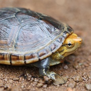 Mud Turtle