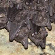 Salim Ali's Fruit Bat