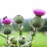 Spear Thistle (Cirsium Vulgare)
