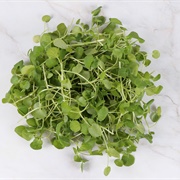 Fresh Watercress