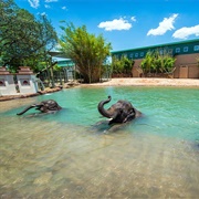 Houston Zoo, Texas, USA