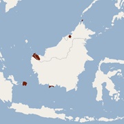 Vordermann's Pipistrelle